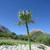 Daucus carota