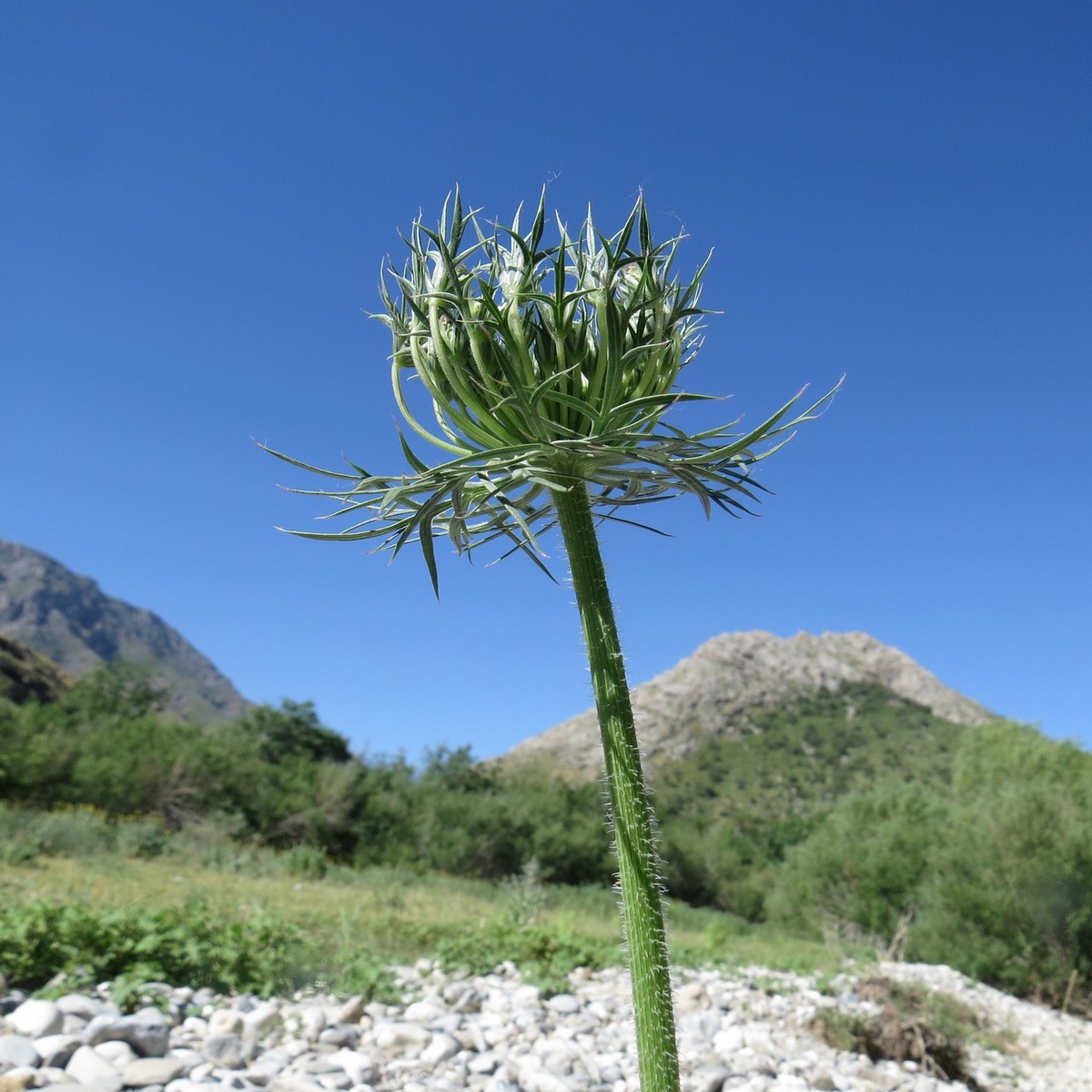 Изображение особи Daucus carota.