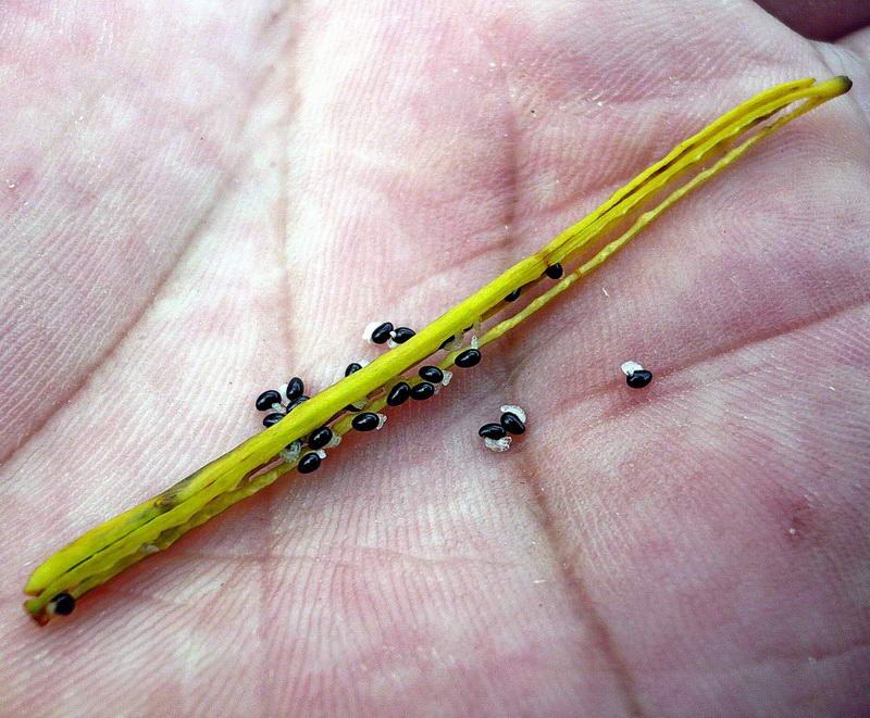 Image of Chelidonium majus specimen.