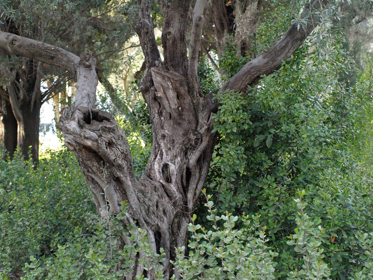 Image of Olea europaea specimen.