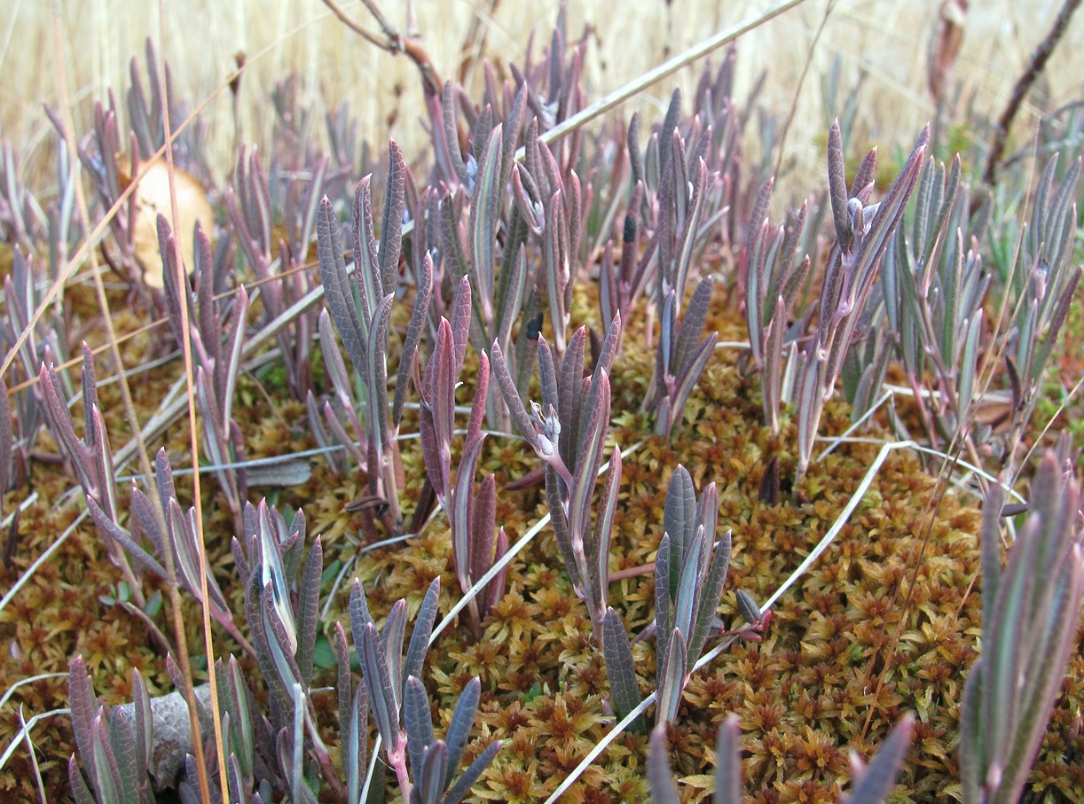 Изображение особи Andromeda polifolia.