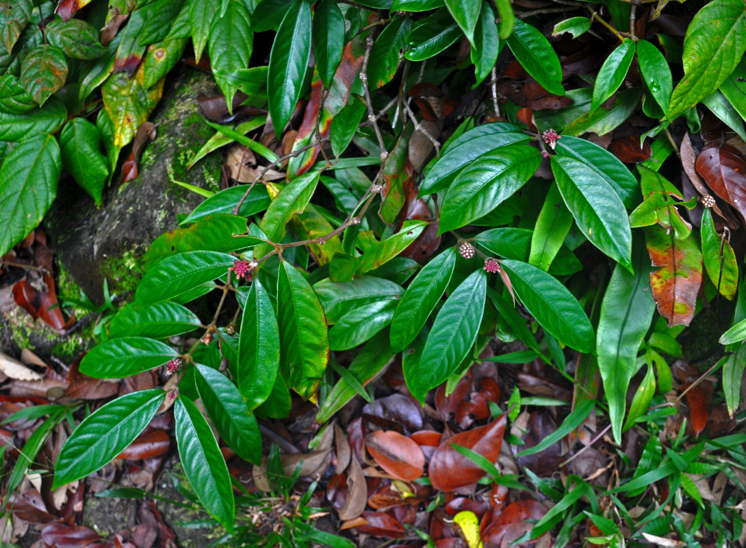 Image of Lecananthus erubescens specimen.