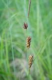 Carex lasiocarpa