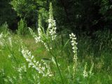 Melilotus albus