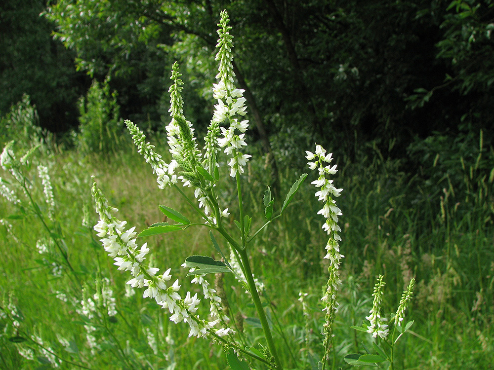 Изображение особи Melilotus albus.