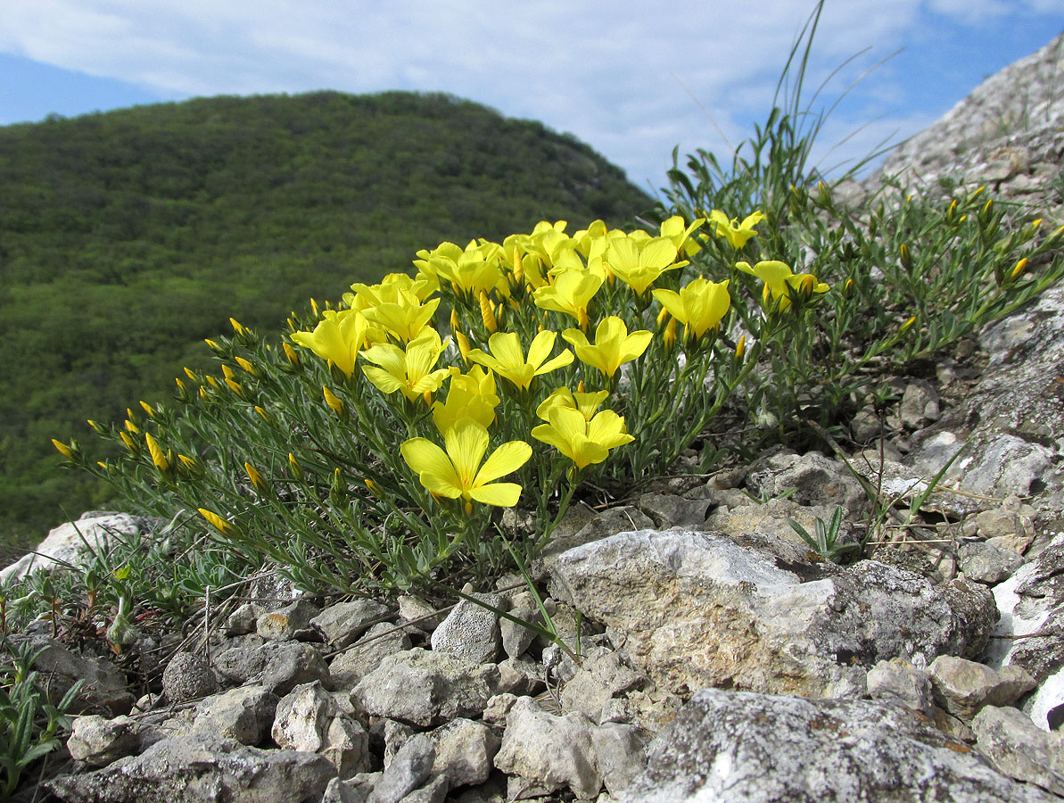 Image of Linum pallasianum specimen.