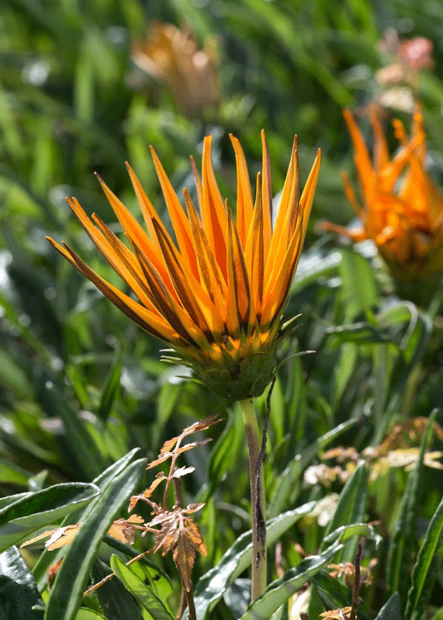 Image of Gazania × hybrida specimen.