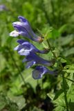 Scutellaria hastifolia