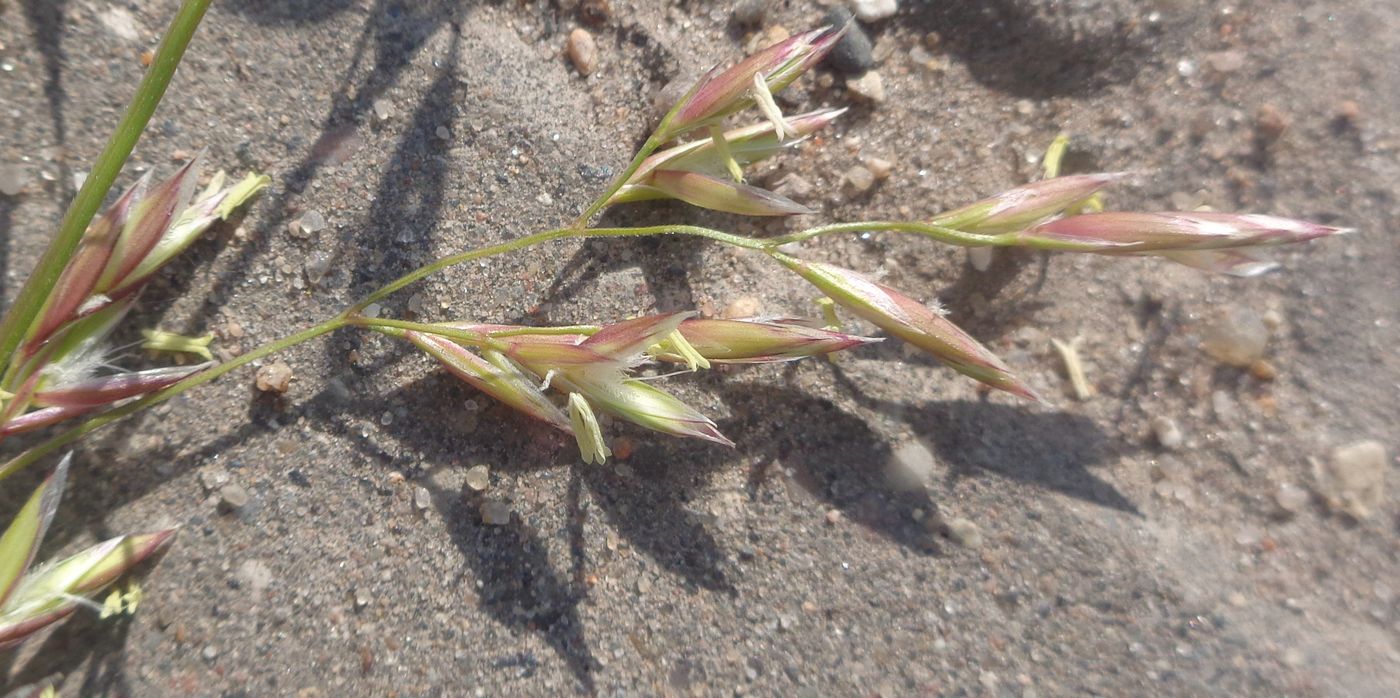Image of Festuca pratensis specimen.