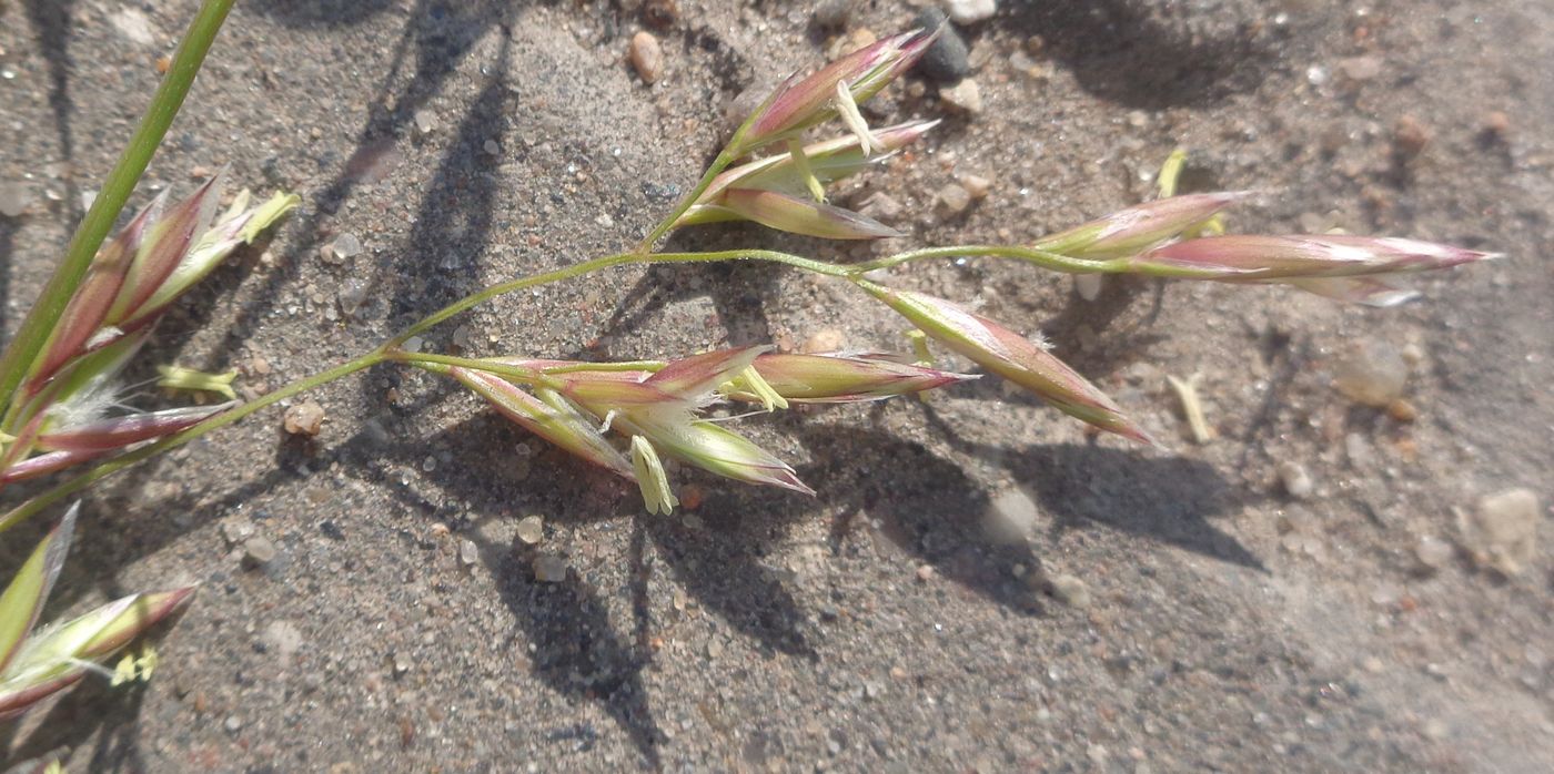 Изображение особи Festuca pratensis.