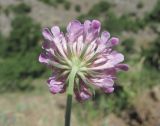 род Scabiosa. Соцветие (вид со стороны обёртки). Дагестан, Кумторкалинский р-н, хр. Нарат-Тюбе, каменистый склон. 02.06.2019.