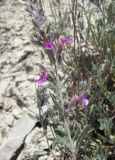 Teucrium canum