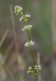 Silene borysthenica