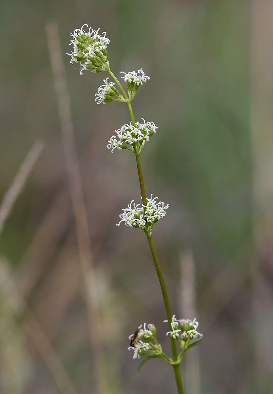 Изображение особи Silene borysthenica.