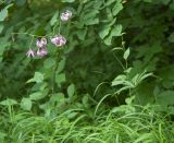 Lilium caucasicum