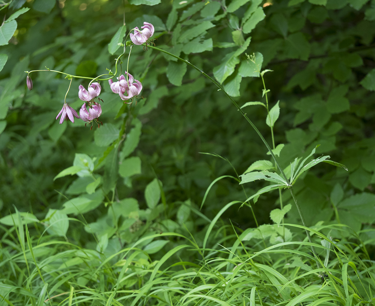 Image of Lilium caucasicum specimen.