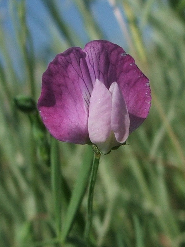 Изображение особи Lathyrus hirsutus.