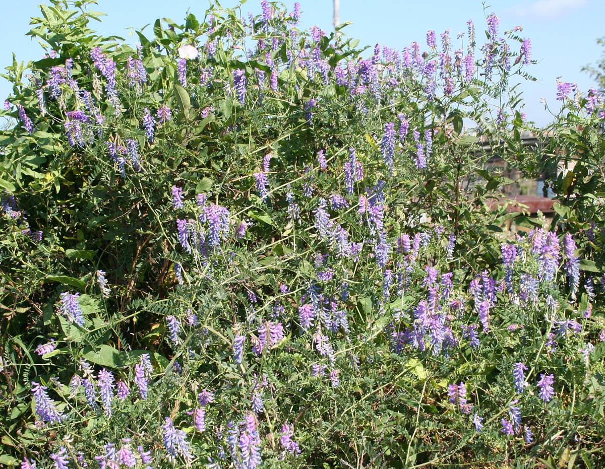 Image of Vicia cracca specimen.