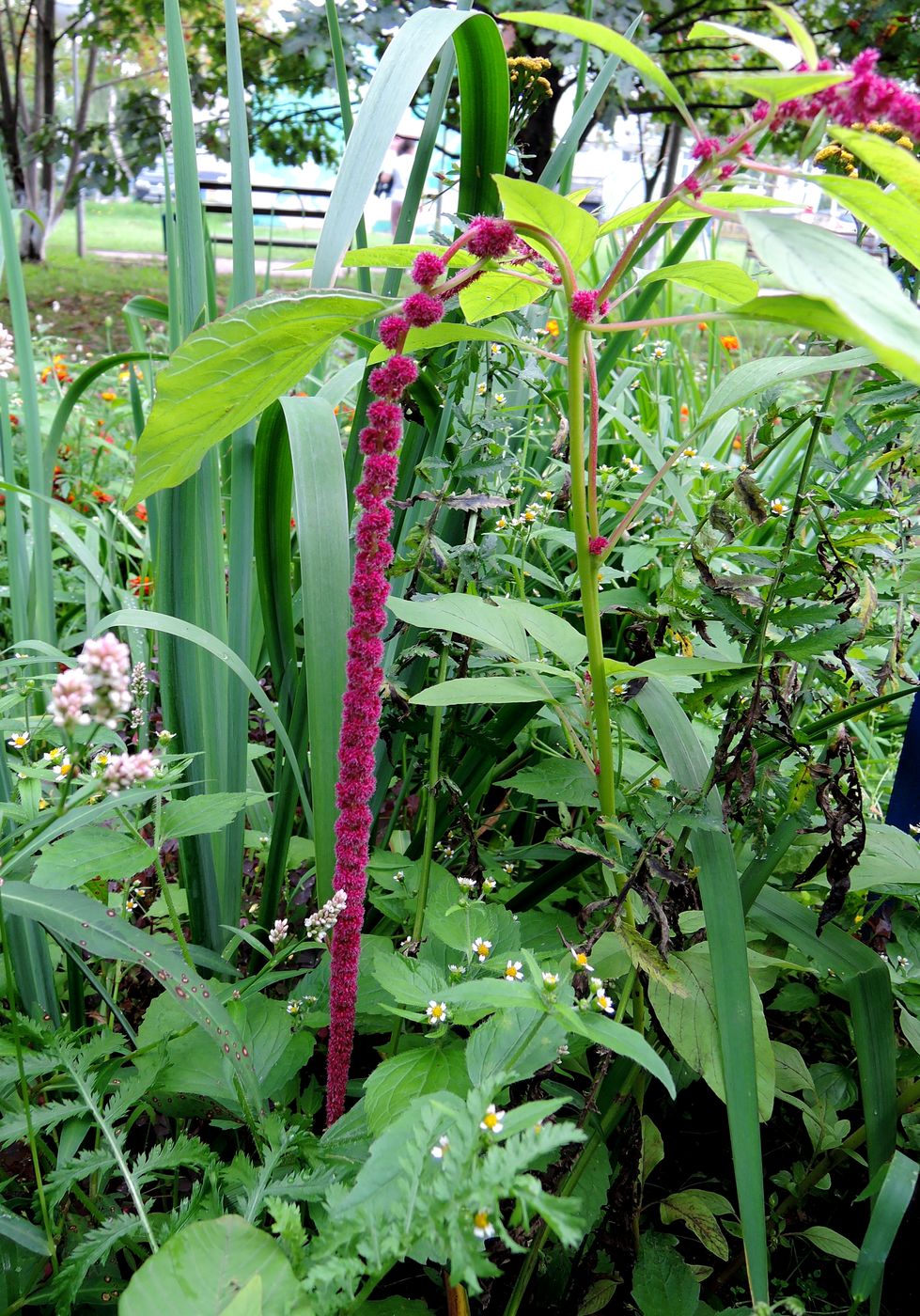 Image of Amaranthus caudatus specimen.