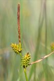 Carex serotina. Соплодия и отцветшее мужское соцветие. Ленинградская обл., Гатчинский р-н, окр. пос. Пудость, сыроватый разнотравный луг в понижении на месте заброшенного травертинового карьера. 29.06.2019.