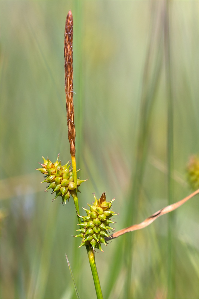 Image of Carex serotina specimen.