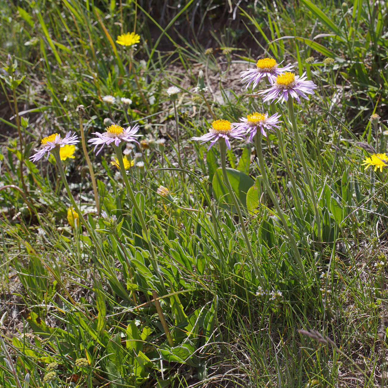 Image of Aster vvedenskyi specimen.