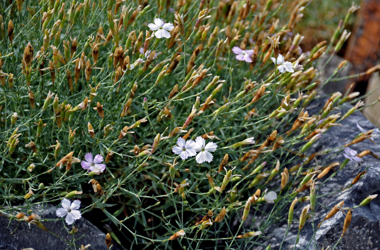 Image of Dianthus ramosissimus specimen.