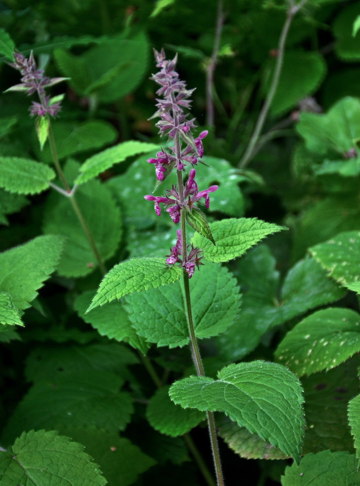 Изображение особи Stachys sylvatica.