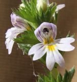 Euphrasia fennica