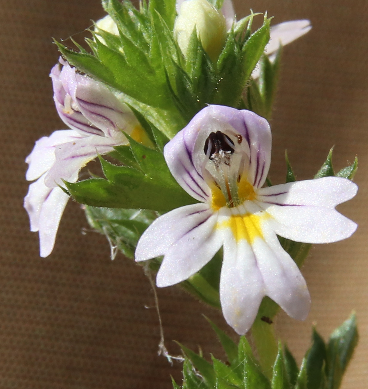 Изображение особи Euphrasia fennica.
