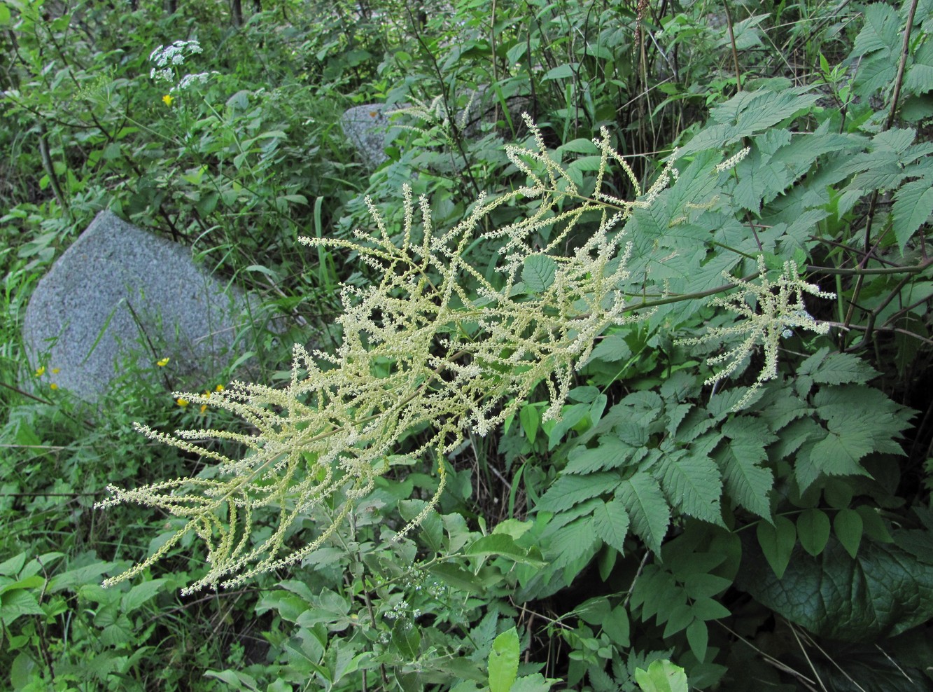 Изображение особи Aruncus sylvestris.