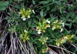 Teucrium montanum