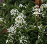 Lobularia maritima