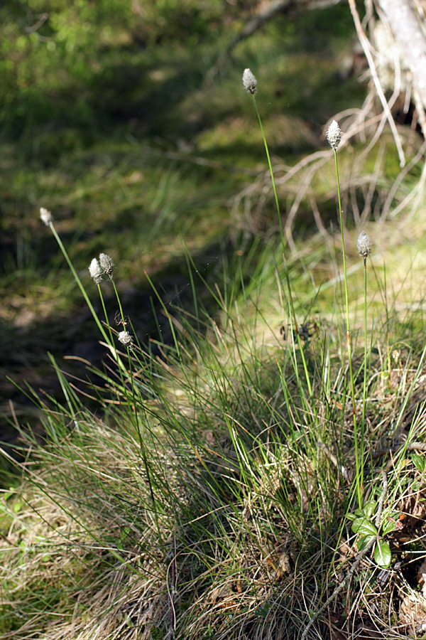 Изображение особи Eriophorum vaginatum.