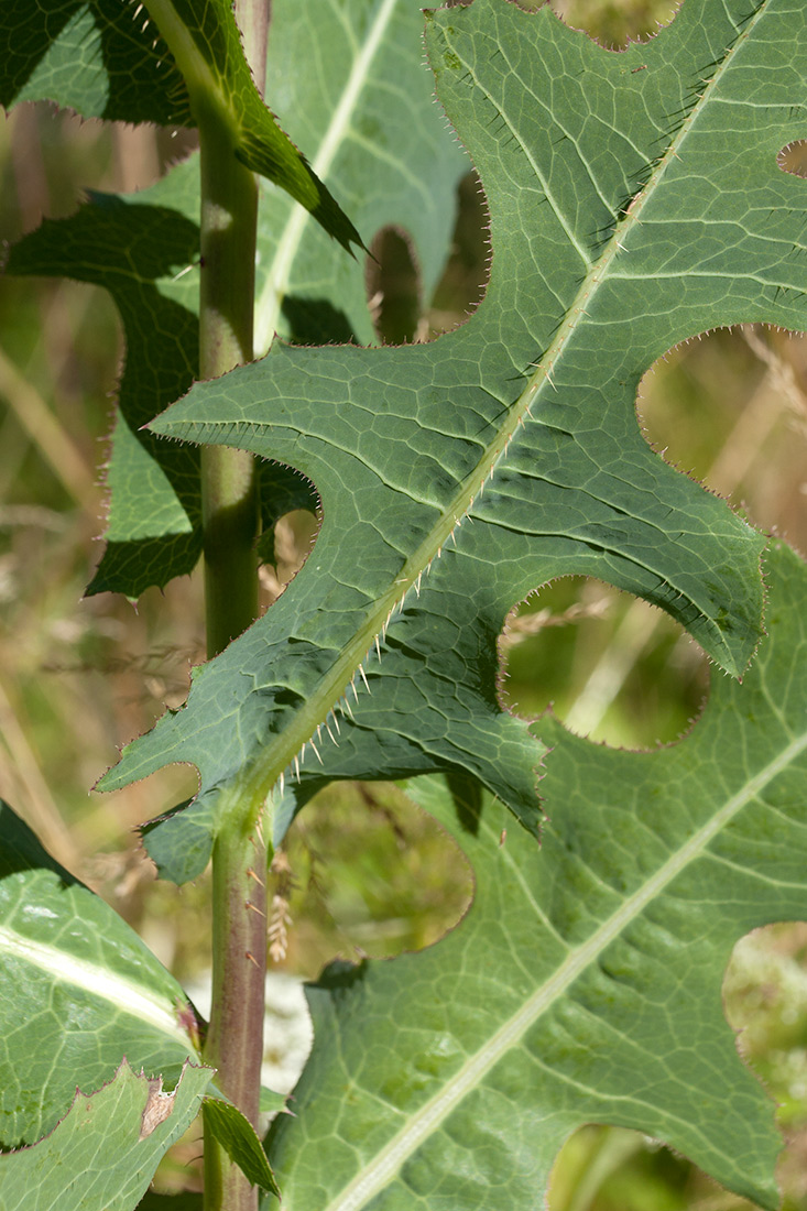 Изображение особи Lactuca serriola.