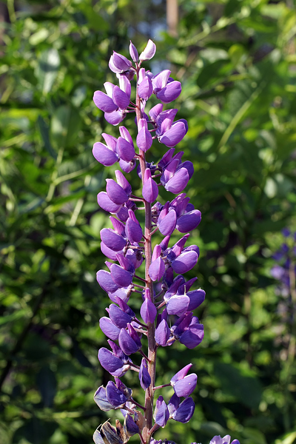 Image of Lupinus polyphyllus specimen.