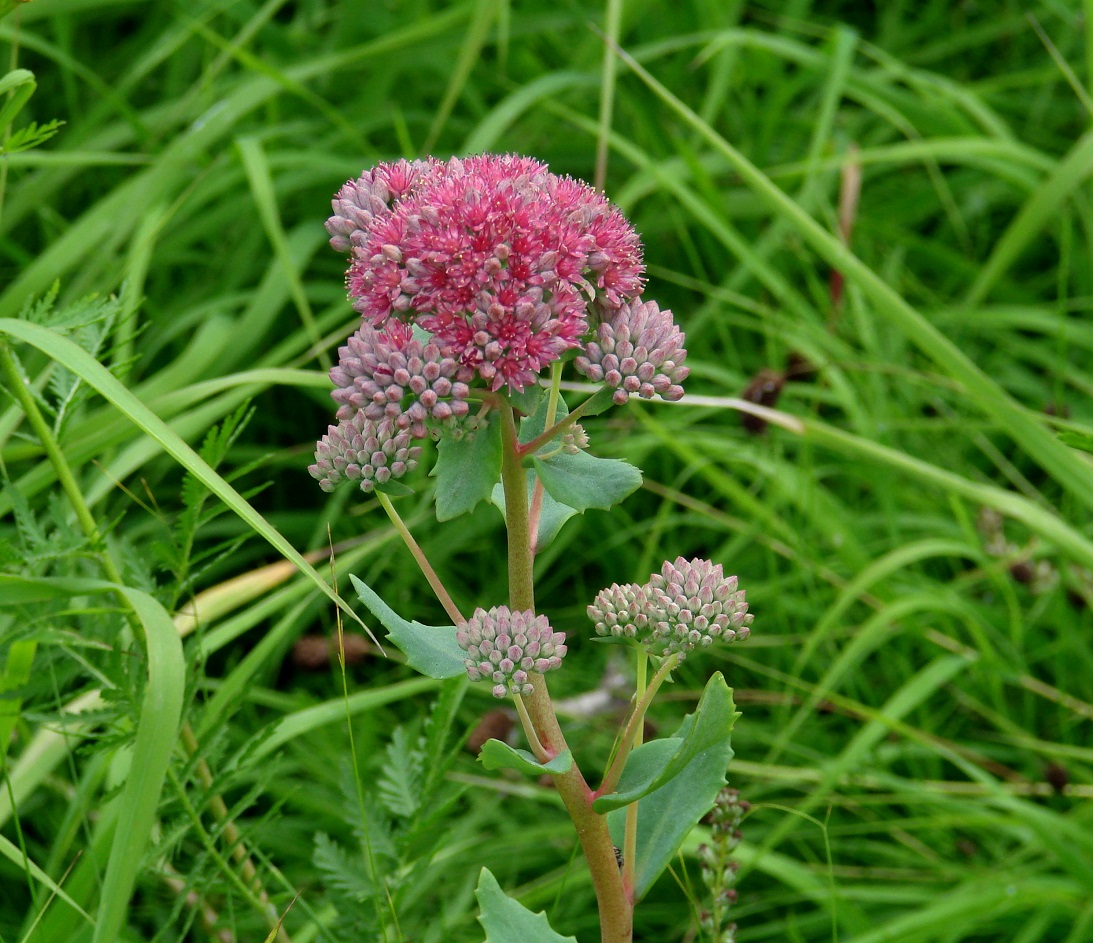 Изображение особи Hylotelephium triphyllum.