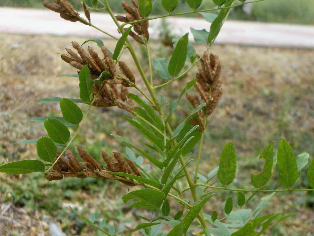 Изображение особи Glycyrrhiza hirsuta.