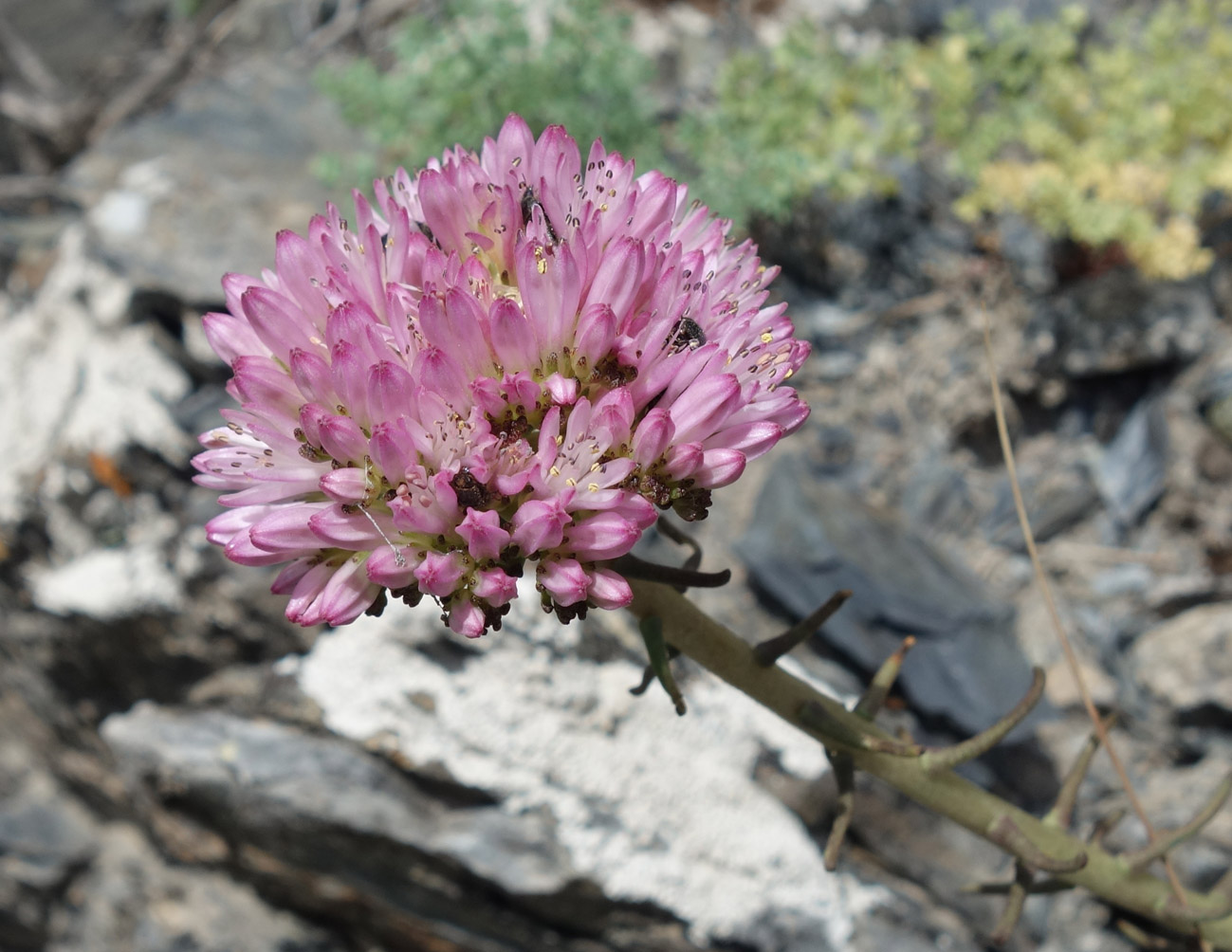 Image of Pseudosedum longidentatum specimen.