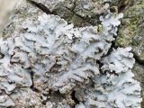 Physconia grisea. Часть таллома. Кировская обл., окр. г. Кирово-Чепецк, смешанный лес, на древесной коре. 28.05.2017.