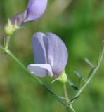 Image of taxon representative. Author is Роланд Цандекидис