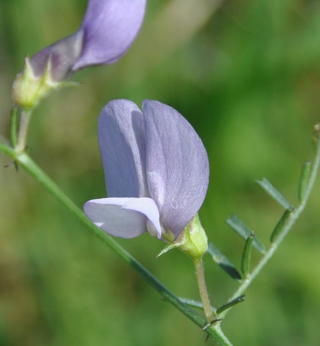 Image of Vicia peregrina specimen.