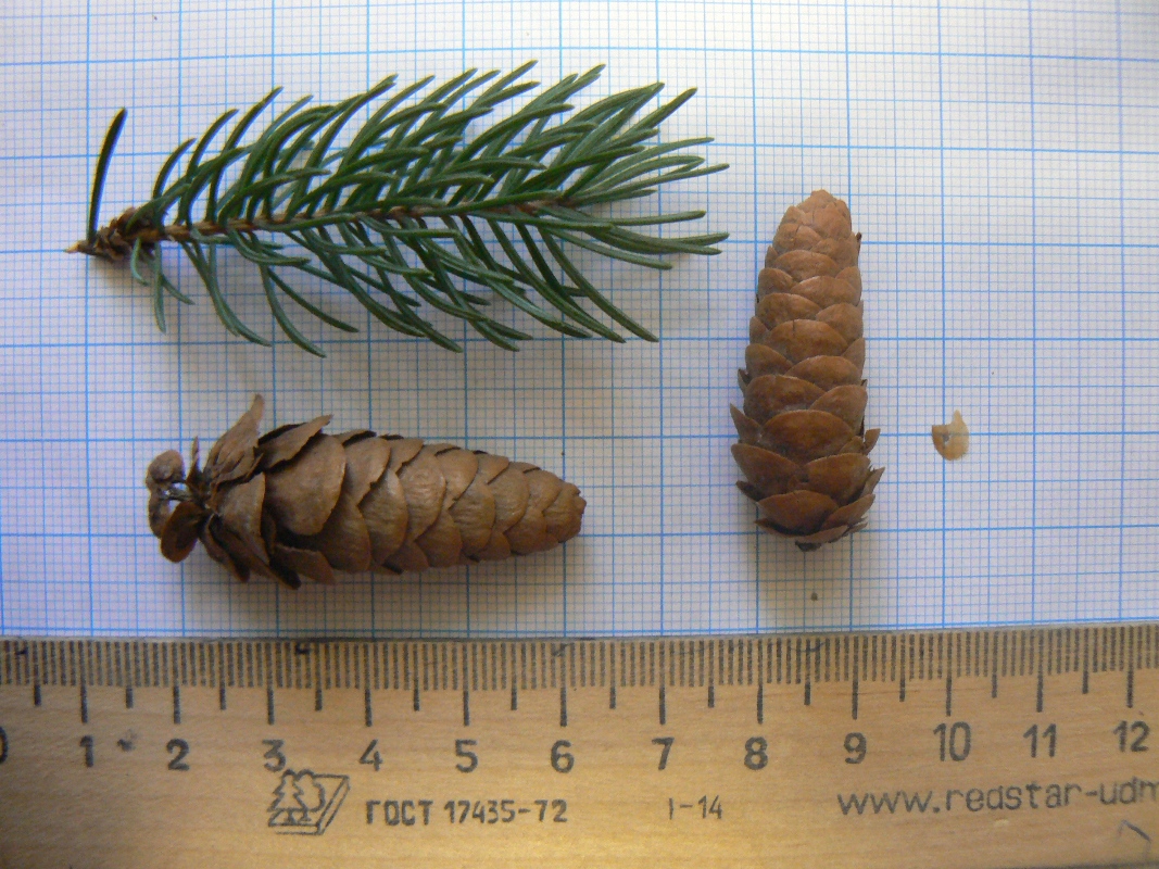 Изображение особи Picea glauca.