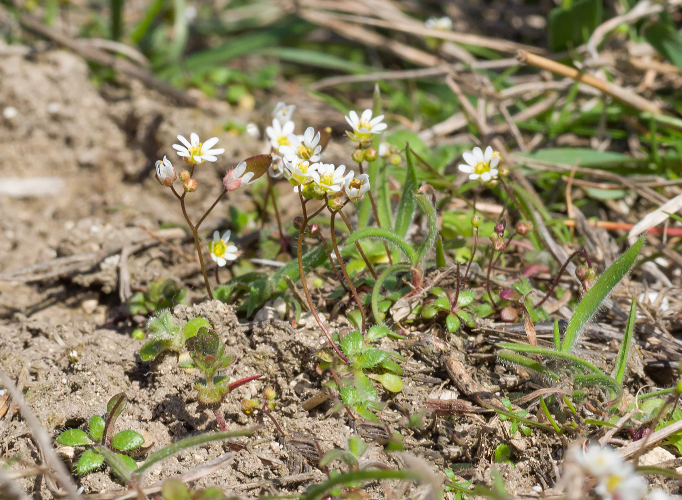 Изображение особи Erophila verna.