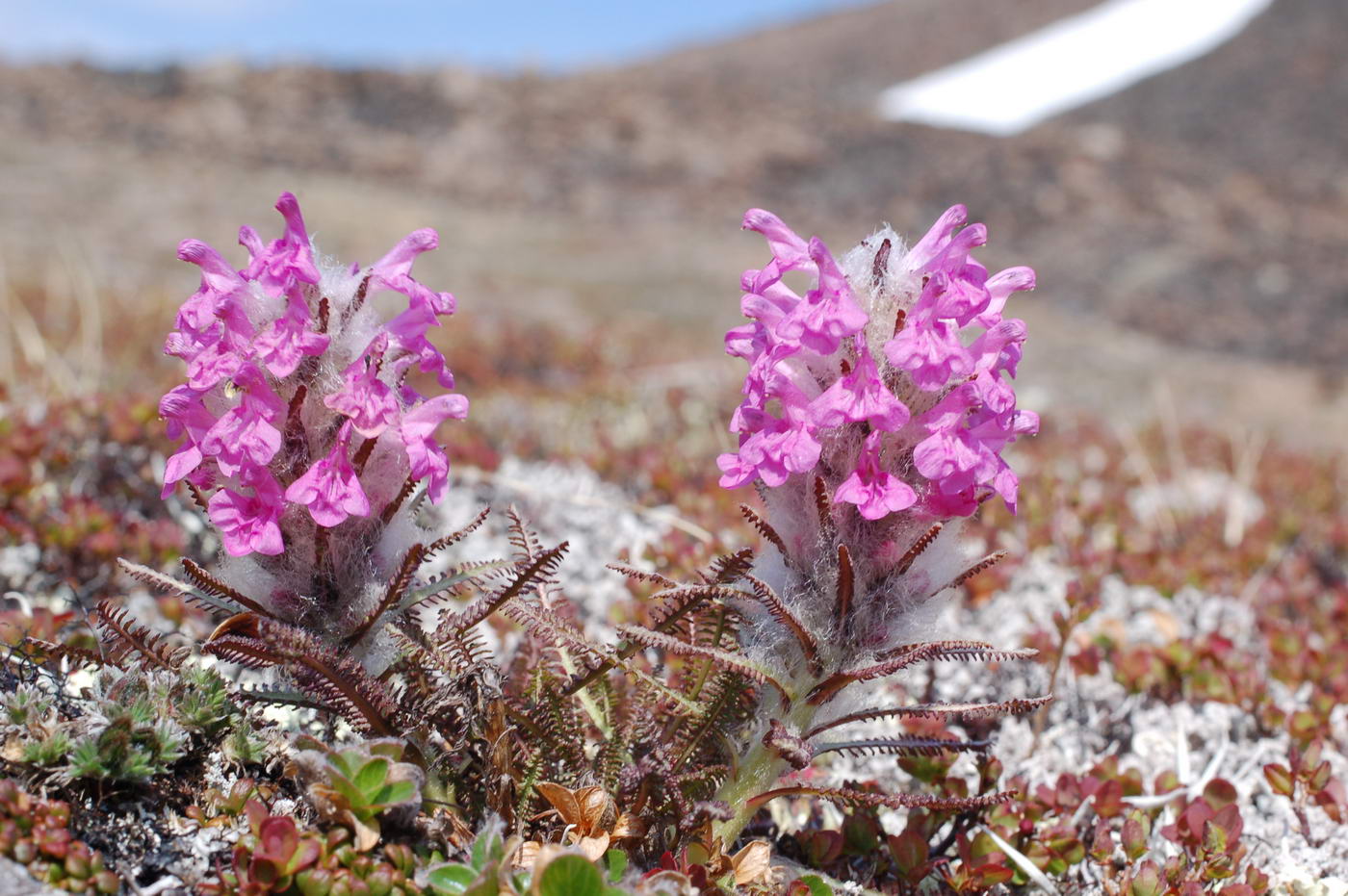 Image of Pedicularis alopecuroides specimen.