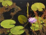 Nymphaea nouchali var. caerulea