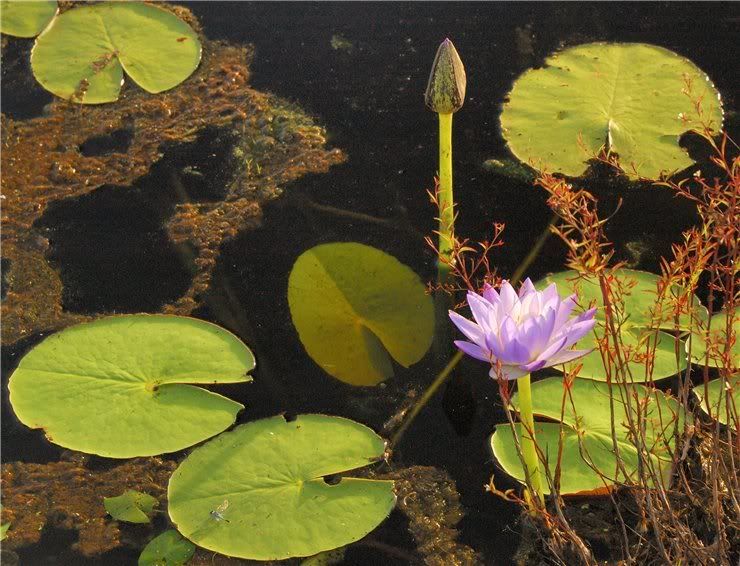 Image of Nymphaea nouchali var. caerulea specimen.