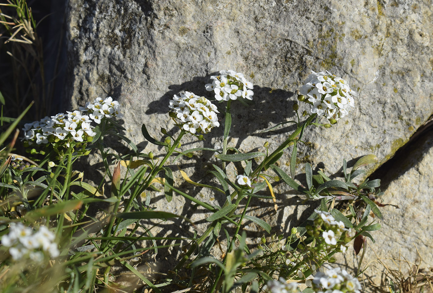 Изображение особи Lobularia maritima.