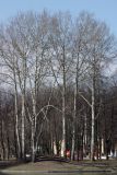 Populus × canescens. Взрослые деревья в начале вегетации. Санкт-Петербург, Московский парк Победы. 16.04.2016.