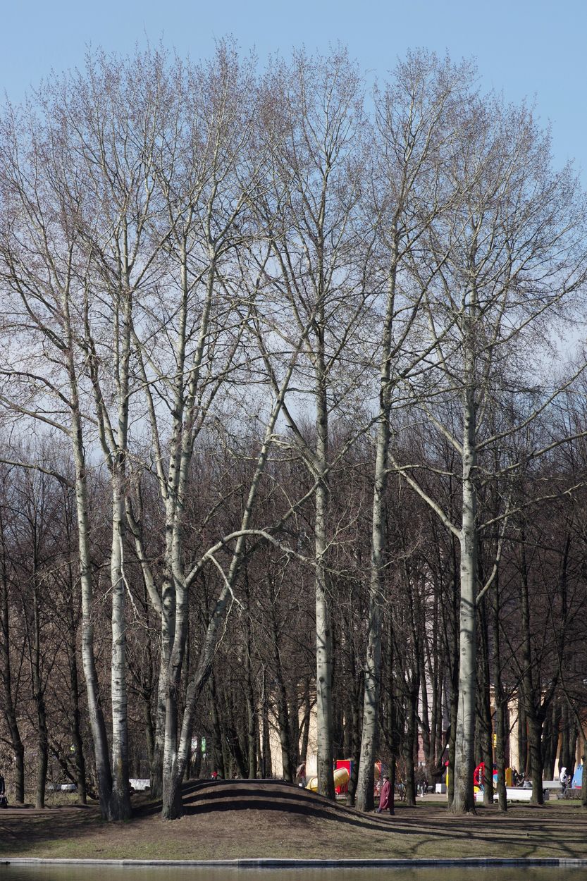 Image of Populus &times; canescens specimen.